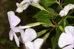 Alabama phlox